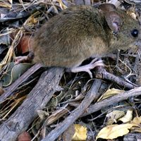 Hantavirus: preocupación en Río Negro por un nuevo caso confirmado