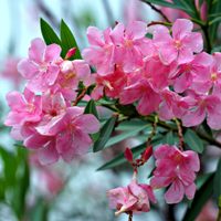 Qué plantar en el mes de noviembre para que tu jardín se mantenga con flores todo el verano