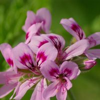 La planta que crece sin esfuerzo en tu balcón y es perfecta para ahuyentar los mosquitos