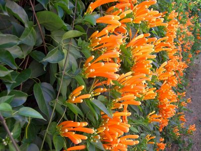 Pyrostegia venusta: la planta que puede alcanzar los 20 metros y se llena de hermosas flores todo el año