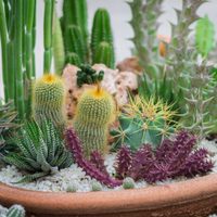 Los trucos de los viveristas para cuidar las suculentas en otoño y conservarlas hermosas y sanas