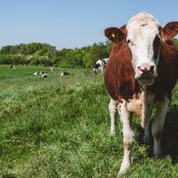 Sigue la polémica por el proyecto que propone un impuesto a los gases de las vacas