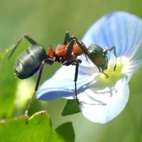 Manten tu jardín libre de hormigas con estas plantas repelentes