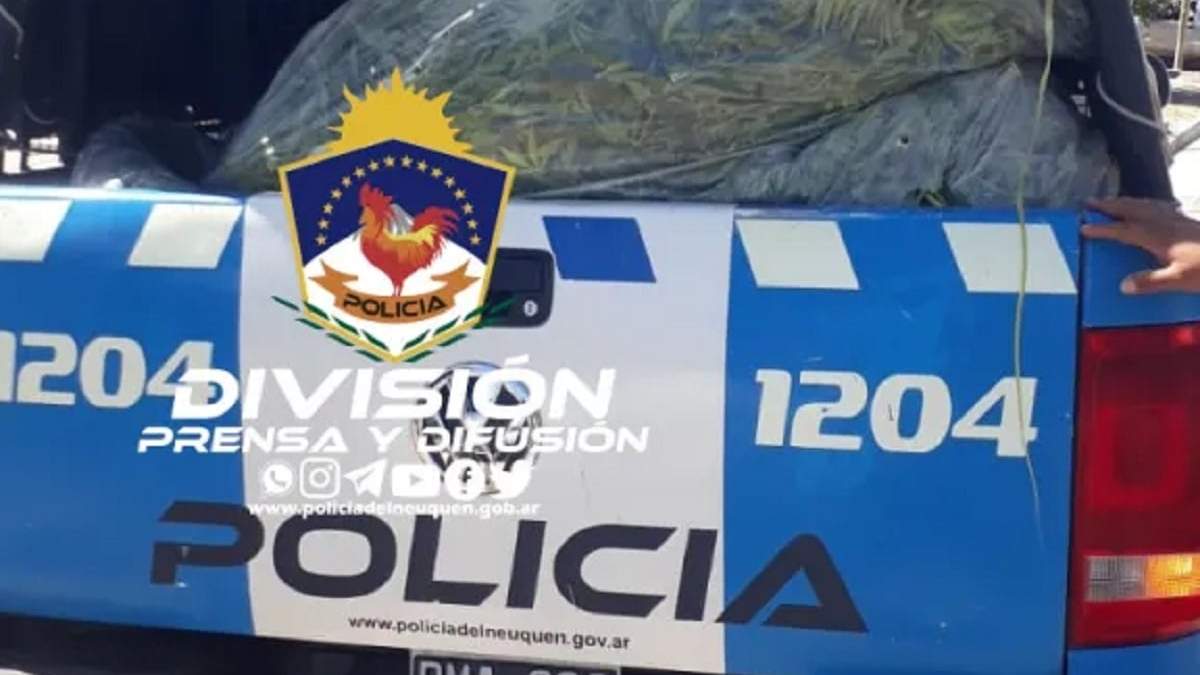 Treinta plantas de cannabis fueron secuestradas en un allanamiento. Fuente: (Policía de Neuquén)