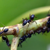 Si no das más con las hormigas, probá la técnica de los cítricos y disfrutá de tus plantas y jardín