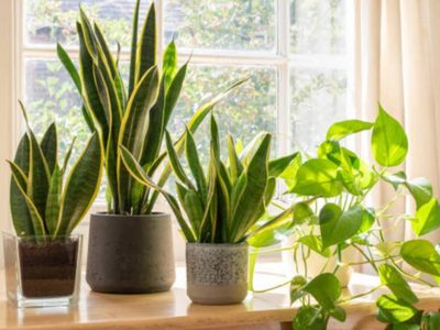 3 plantas que no deberías tener en tu casa si querés abundancia y buena fortuna