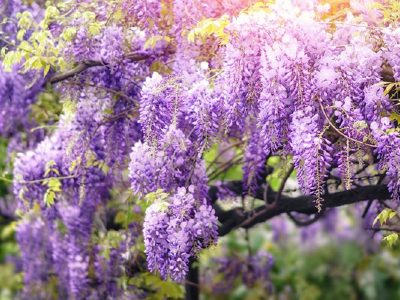La planta trepadora que da unas flores fucsias preciosas, es fácil de reproducir y no es invasiva: la vas a amar