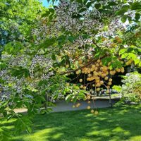 2 plantas con hermosas flores que son venenosas