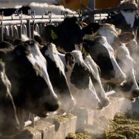 ¿Es seguro consumir leche y huevo? Gripe aviar se propaga a más animales de granja en EU