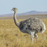 Curiosidades del choique, el ave de gran tamaño que habita en la Patagonia