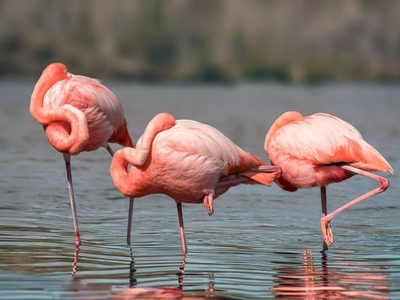 El ave que construye nidos en forma de cono y mantiene una conexión única con los humanos