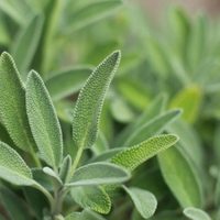 La hermosa planta que podés cultivar en maceta y que, además de embellecer tu hogar, es un tesoro para la salud