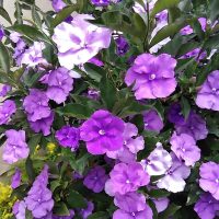 La planta que da las flores más hermosas y perfumadas en primavera pero que podría ser mortal para tus mascotas
