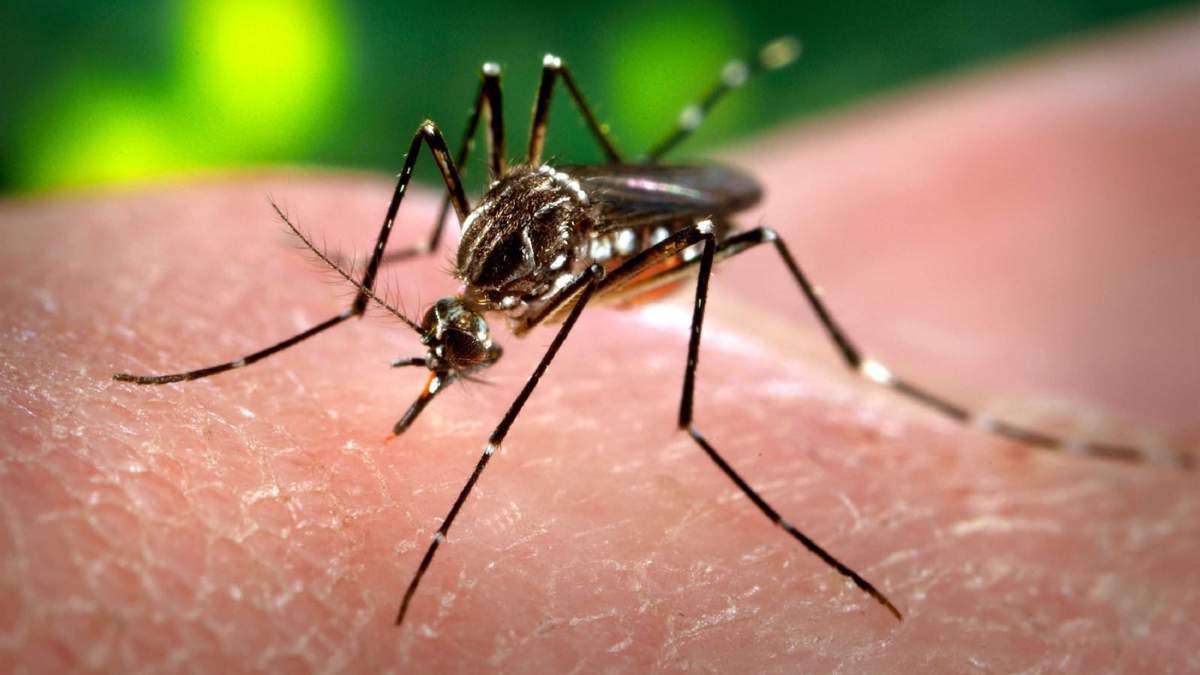 Dengue. Fuente: (Twitter)