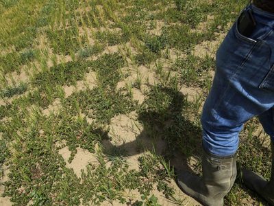 “Es como estar en la Luna”: la devastadora sequía en Italia arrasa los campos de arroz