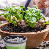 Polémico pero efectivo: el fertilizante casero para tus plantas con 1 ingrediente que usás a diario