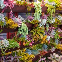 Consejos prácticos para armar un jardín de suculentas en un rincón de nuestra casa