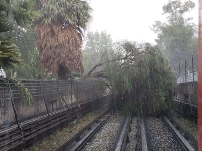 Metro se impacta contra árbol en la Línea 5 y conductora resulta herida