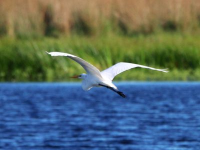 Curiosidades de la garza, el ave majestuosa que habita esteros y lagunas