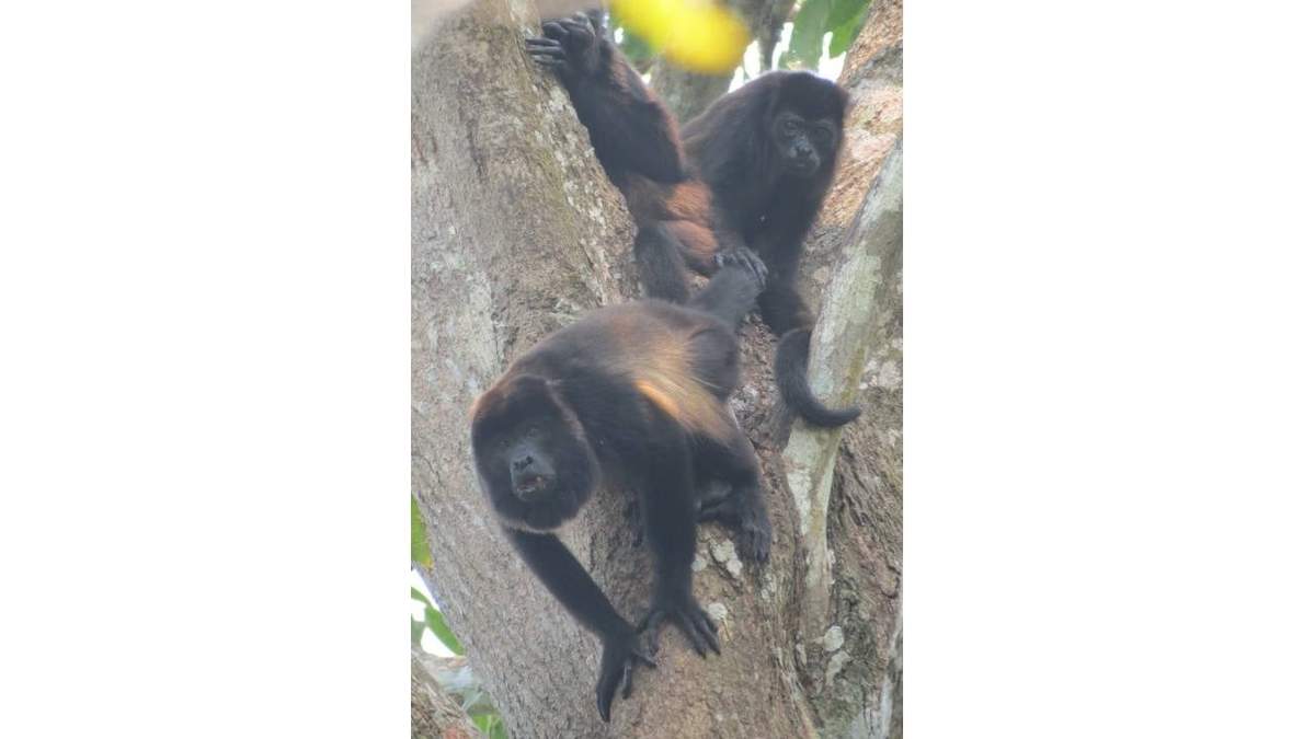 Monos aulladores