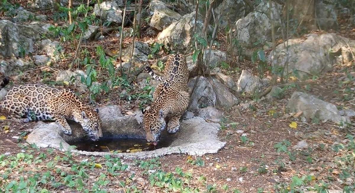 Impulsa Tamaulipas conservación del jaguar con estaciones de fototrampeo