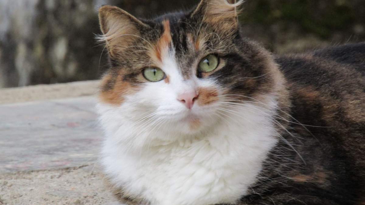 La prevención y el diagnóstico temprano son clave en el manejo del Virus de Inmunodeficiencia Felina, permitiendo a los gatos afectados mantener una buena calidad de vida.
