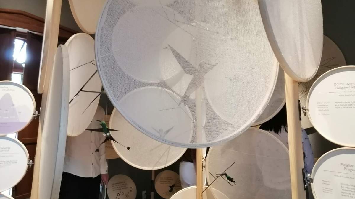 La exposición "Mundo Colibrí, un regalo de las Américas"