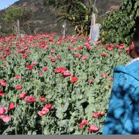 AMLO revela ataque a militares en Guerrero y experimentos con coca