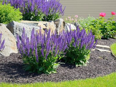 Sin químicos ni productos caros: el truco más efectivo para que tu planta de Salvia llegue al verano fuerte y sana