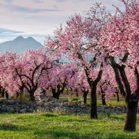 En España, las rutas de almendros en flor son ideales para instagramers