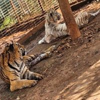 FGR catea predio en Jamay y decomisa dos tigres y cinco jaguares