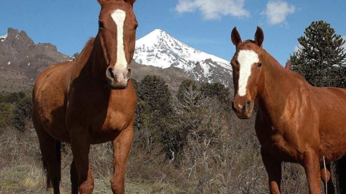 Rescataron a dos caballos en Neuquén Capital. Fuente: (Twitter)