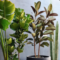 Cómo hacer que tu Ficus elástica o gomero en maceta crezca hermoso, saludable y brillante