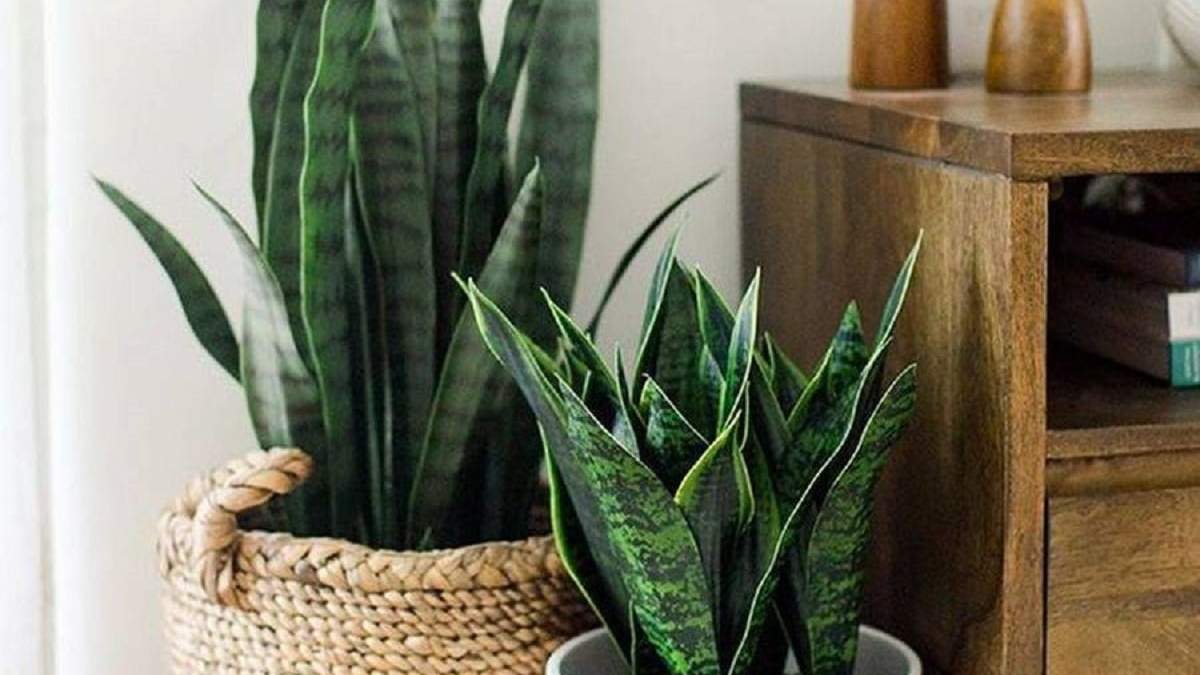 Plantas. Fuente: (X)