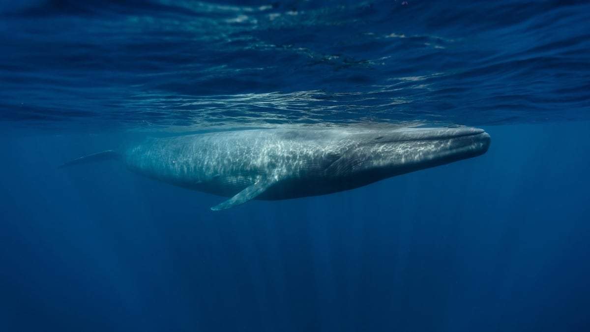Una ballena azul (Balaenoptera musculus)