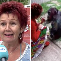 Zoológico prohíbe la entrada a una mujer que asegura tener una relación afectiva con un chimpancé