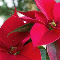 El secreto de los viveristas para que tu planta Estrella Federal se vuelva de un rojo intenso si aún está verde