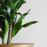 Los trucos que seguro no conocías para que tu Palo de agua o Palo de Brasil dé la flor más bella