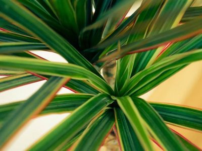 Ideal para principiantes: la planta de interior que parece una palmera y que le da a tu hogar un toque sofisticado