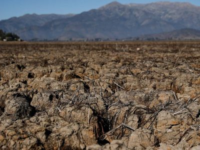¡Alarmante! Un tercio de las especies animales y vegetales se extinguirán en 50 años