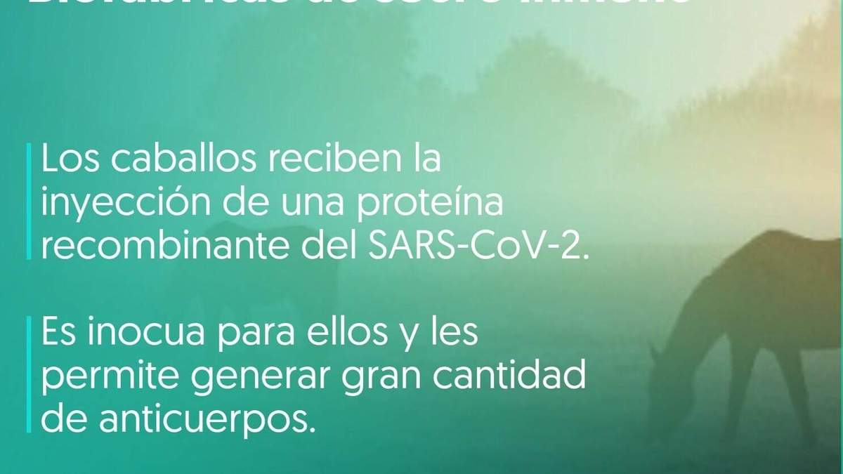Suero equino. Fuente: (Instagram)