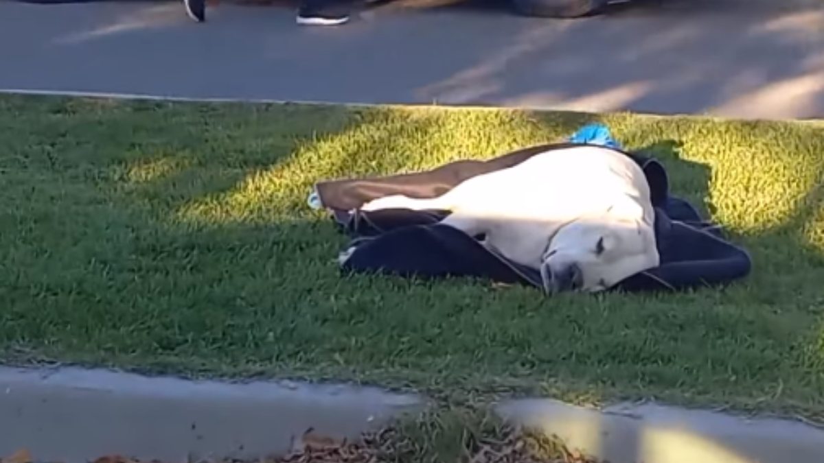 El perro, luego de recibir un disparo. Fuente: (Zapala8340)