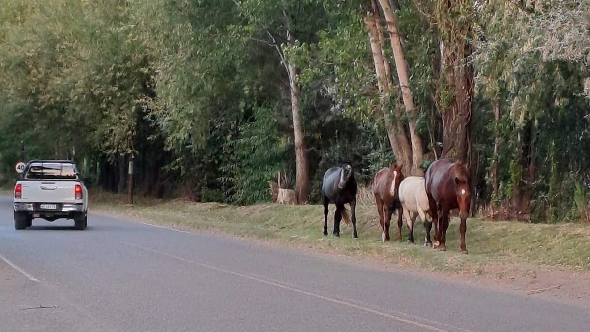 Equinos sueltos a la vera de una ruta. Fuente: (Municipio Vista Alegre)