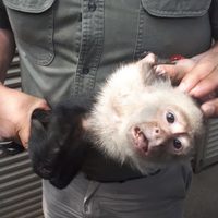 El mono capuchino capturado hoy fue enviado al Zoológico de Chapultepec: Profepa