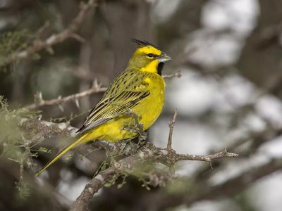 Curiosidades sobre el cardenal amarillo: el ave que enamora a sus parejas con su canto y simboliza éxito y abundancia