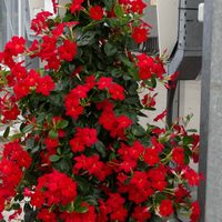 La planta trepadora de increíbles flores que muchos quieren, pero también evitan: cuáles son sus cuidados