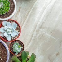 Un joya para tu jardín: el secreto para que tus suculentas den hojas gigantes