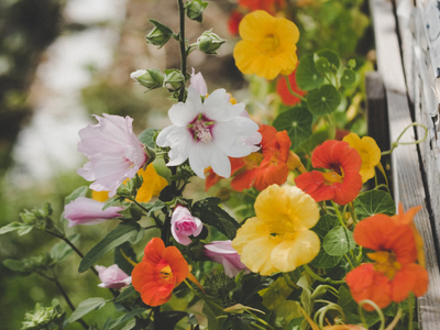 Bonita y útil: la planta que florece en tu jardín y que esconde un secreto que te va a sorprender