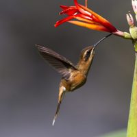 Las plantas nativas que tenés que tener en tu jardín porque florecen todo el año y atraen colibríes y mariposas