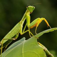 Curiosidades de la Mantis Religiosa: el insecto "boxeador" que todo amante de las plantas debería tener en su jardín
